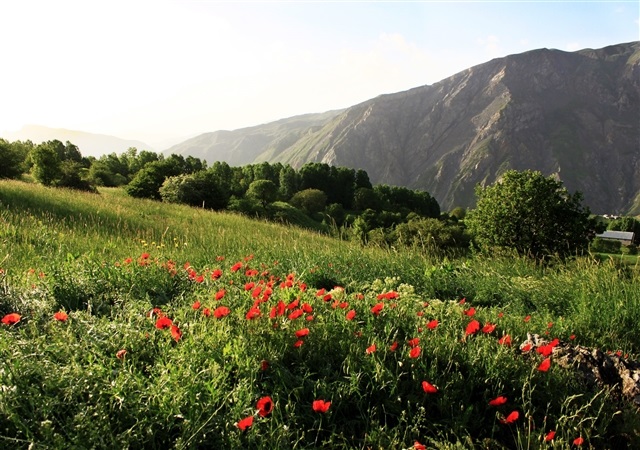 Hakkari